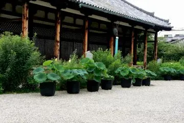 <p>A row of potted lotuses adorn the front of the temple</p>