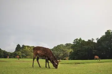 <p>Being this close to 飛火野, you are likely to come by countless zen deers roaming past the hotel entrance.</p>