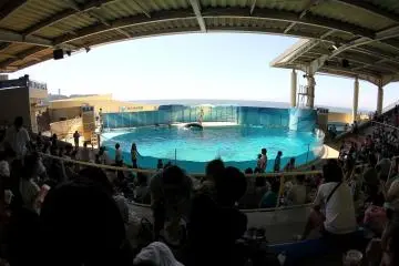 <p>The aquarium also has a covered outdoor stage area where there are dolphin shows every few hour, make sure you come early to get a sit.&nbsp;</p>