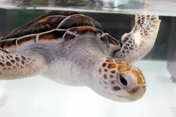 <p>The turtles are also in separate tanks and they have different colors and sizes.&nbsp;</p>