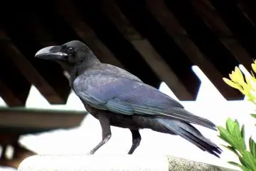 <p>Crow perched on a stone pillar standing in front of Eishoji Temple</p>