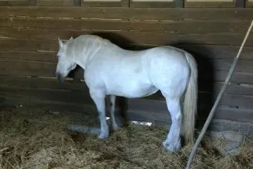 <p>Un cheval se repose</p>