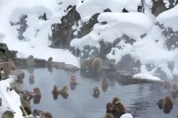 <p>... &agrave; c&ocirc;t&eacute; du rotenburo (bain thermal en plein air), jalousement gard&eacute; par les singes</p>