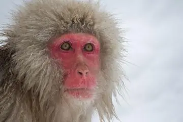 <p>Les singes les plus &acirc;g&eacute;s sont g&eacute;n&eacute;ralement les plus calmes...</p>