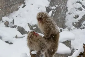 <p>Avec un peu de chance, vous verrez peut-&ecirc;tre les singes se chamailler...</p>