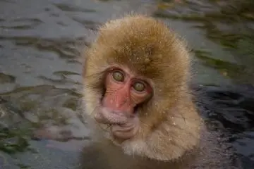 <p>Et pour finir, au moment du retour, lorsque ce regard croisera le v&ocirc;tre, vous n'aurez qu'une seule envie: revenir voir ces petites cr&eacute;atures!</p>
