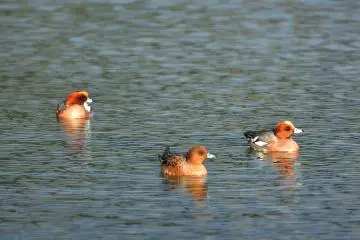 <p>Water birds resting their wings on the serene surface of the pond</p>