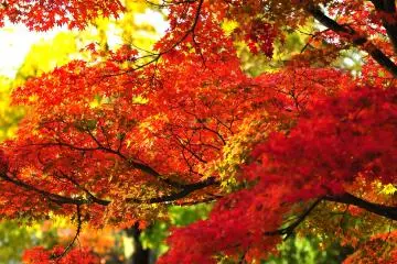 <p>Maple trees at the banks of the pond. Some are already burning red</p>