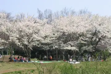 Hanami in the park.