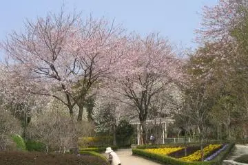 Cherry Blossoms