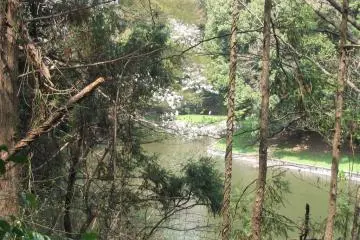 Ibis in the Forest