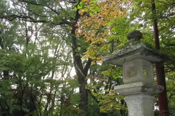 <p>The leaves of this natural setting seem somehow brighter on stormy days</p>