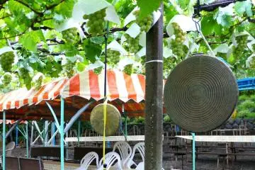 เต้นท์สีแดงขาวเหนือโต๊ะยาว