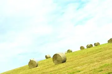Des bottes de foin sont posées sur le flanc d'une colline, une scène banale à Hokkaido