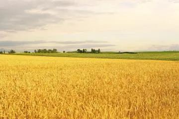 Lorsque le soleil se couche, les épis de blé commencent à briller d'une couleur dorée