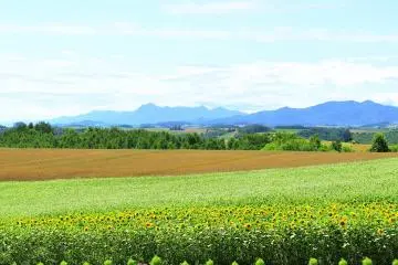 Ce paysage constant de petites collines s'étend à perte de vue
