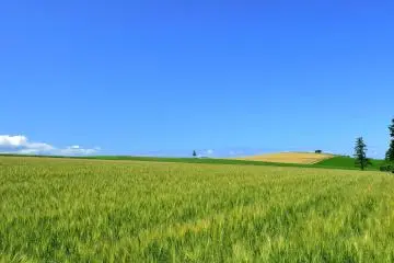 Le ciel est bleu, les nuages blancs flottent dans le ciel et lorsque vous regardez en bas, de jolis arbres se dressent tout au bout de ces immenses champs de blé : que c'est pittoresque !