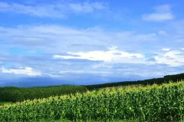 Le maïs pousse abondamment sous ce ciel bleu qui ressemble à une peinture à l'aquarelle tachée. Une fois récolté, ce maïs doit être délicieux. 