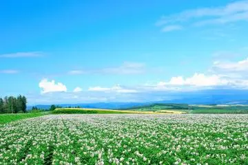 Voici à nouveau la colline Shuujitsu ! C'est un lieu difficile à trouver et j'ai dû suivre la voiture d'un habitant de la région pour m'y rendre. Sur la route, il n'y a aucun panneau ni aucune indication pour la trouver. 