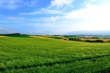 Magnifique méli-mélo de champs sur de petites collines. Envouté par le paysage, je me suis promis de revenir l'été prochain.