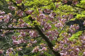 In spring, you’ll see various types of cherry blossoms along the way. Yama-zakura has white flowers, Somei-yoshino has pale pink petals, and Yae-zakura has larger light-pink flowers. This is the later.