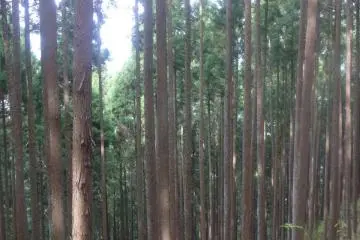 Forest on the track down