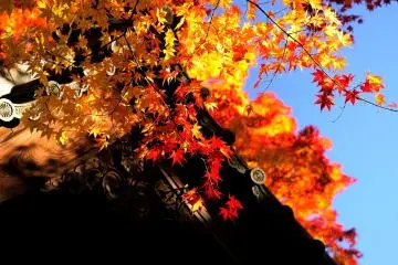 Autumn leaves ablaze under a high, blue sky (Photo: MASAYOSHI HIROSE)