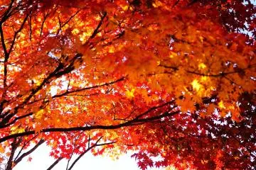 Looking up at these beautiful red leaves made me speechless (Photo: MASAYOSHI HIROSE)