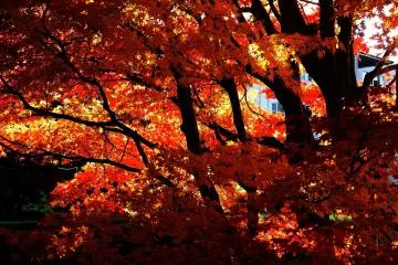 These vermillion leaves look like a blind that shuts out the outside world (Photo: MASAYOSHI HIROSE)