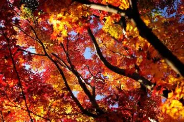 Luscious, graceful...I don't have the proper words to describe this wonderufl autumn foliage (Photo: MASAYOSHI HIROSE)