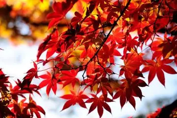 <p>The bright beams of the setting sun add gloss to these luscious leaves</p>