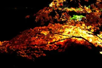 <p>What dazzling beauty!</p>