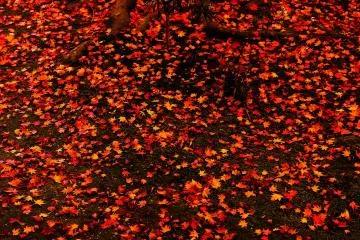 <p>Even the fallen leaves are enticing!</p>