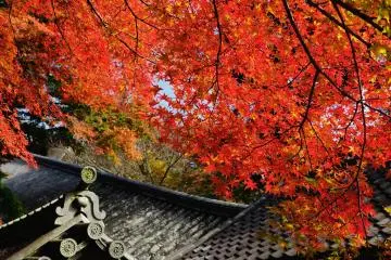 In the middle of the long Nobori-ro staircase, red maple leaves hanging from above will welcome you (Photo: MASAYOSHI HIROSE)