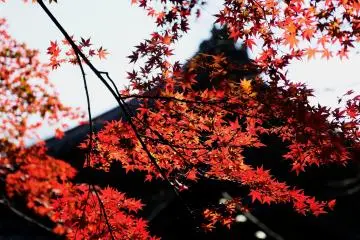 J'interromps mon ascension pour admirer ces magnifiques feuilles d'automne... Malgr&eacute; tous mes efforts, il est vraiment tr&egrave;s difficile de grimper jusqu'en haut de cet interminable escalier