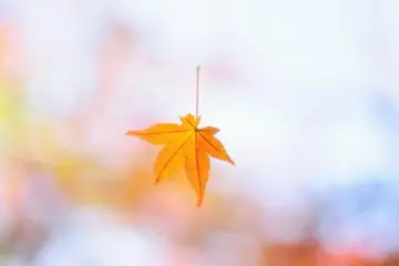 A cute hand-shaped maple leaf greets you: 'Welcome!' (Photo: MASAYOSHI HIROSE)