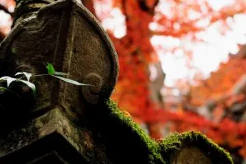 Mossy stone lantern...everything you see here comforts and heals you (Photo: MASAYOSHI HIROSE)