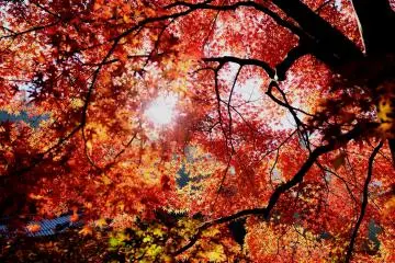 En regardant vers le ciel, je tombe sur ces rouges incroyables
