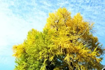Ce ginkgo g&eacute;ant &agrave; Hase, pr&egrave;s du temple Hase-dera, est le plus grand ginkgo de toute la pr&eacute;fecture de Nara
