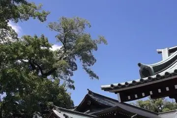 <p>Rooftops among the abundant trees</p>