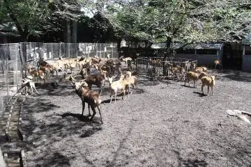 <p>I was spotted by some of the deer in the enclosure next to the shrine</p>