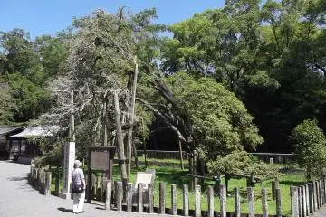 <p>The shrine grounds are home to this 1200-year-old osmanthus tree</p>