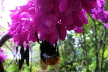 Bumblebee enjoying a flower