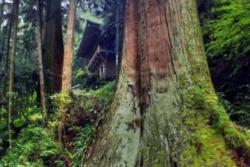An ancient cypress at Taiho-ji Temple