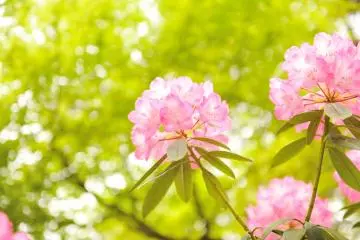 <p>The flowers and their leaves were impeccable; no damage was to be seen...they were well taken care of by good hands</p>
