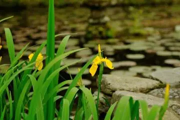 <p>Yellow irises and old pond</p>