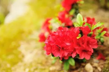 <p>The season for azaleas was over, but they still looked pretty</p>