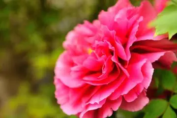 <p>Impressive large peony flower that stood out like a queen of the entire temple grounds</p>