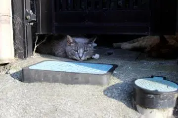 <p>These two cats were chilling in the shade near one of the shrines. You will see many cats on Enoshima&nbsp;Island walking around, drinking water from the shrine's water fountains or just relaxing.&nbsp;</p>