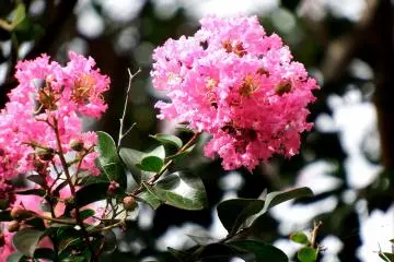 <p>Pretty flowers in bloom on the grounds of Honzui-ji Temple</p>